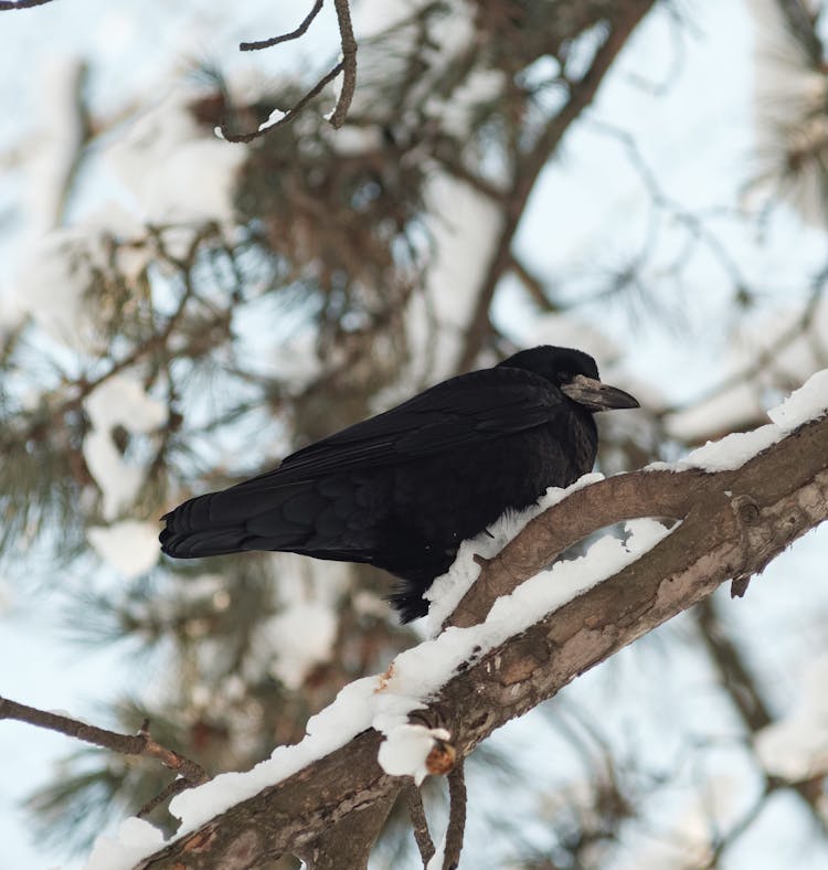 Black Bird On Tree Branch