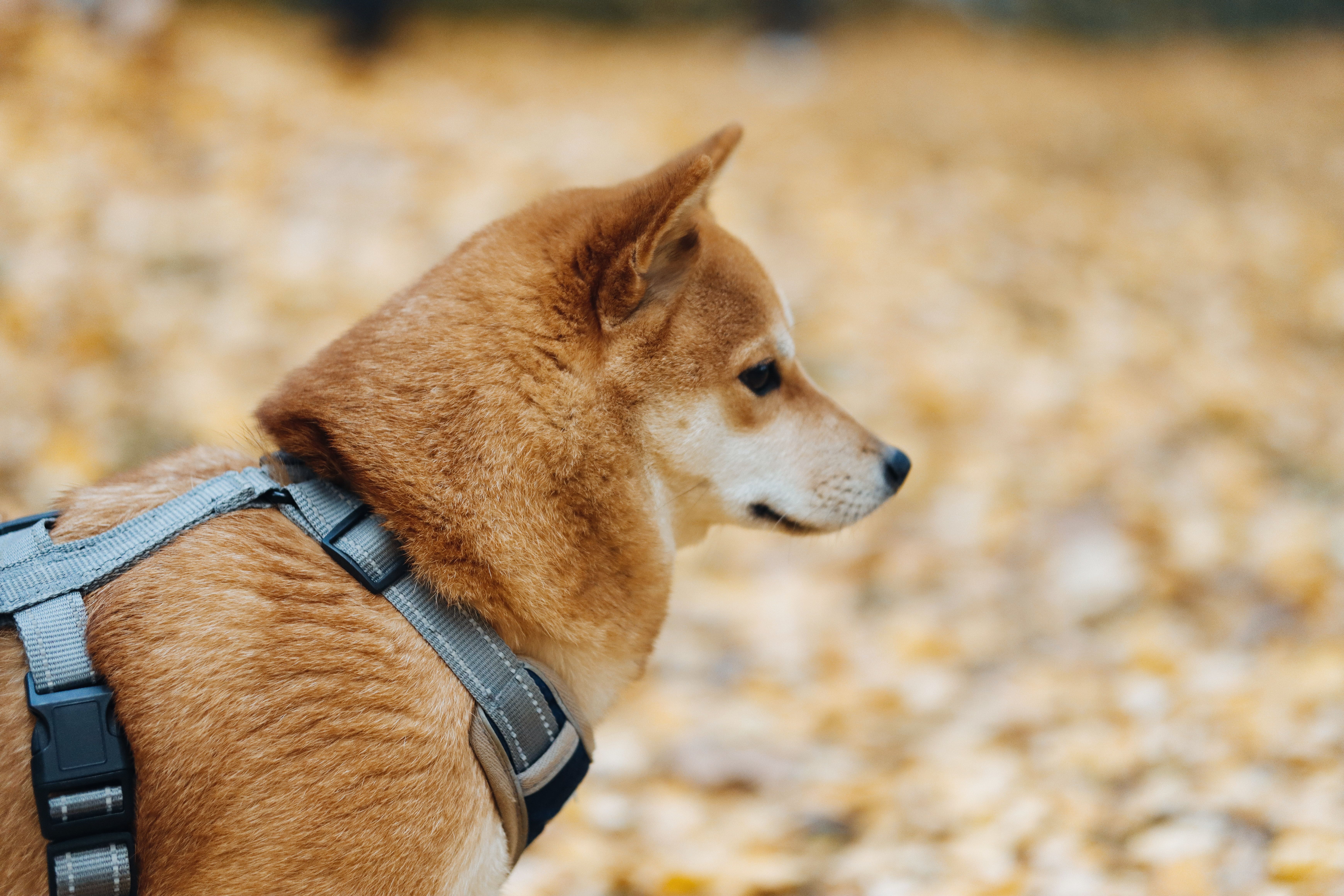 Hara Hachi Bu: The 80% Rule That Changed How I Eat (And Why It Works)