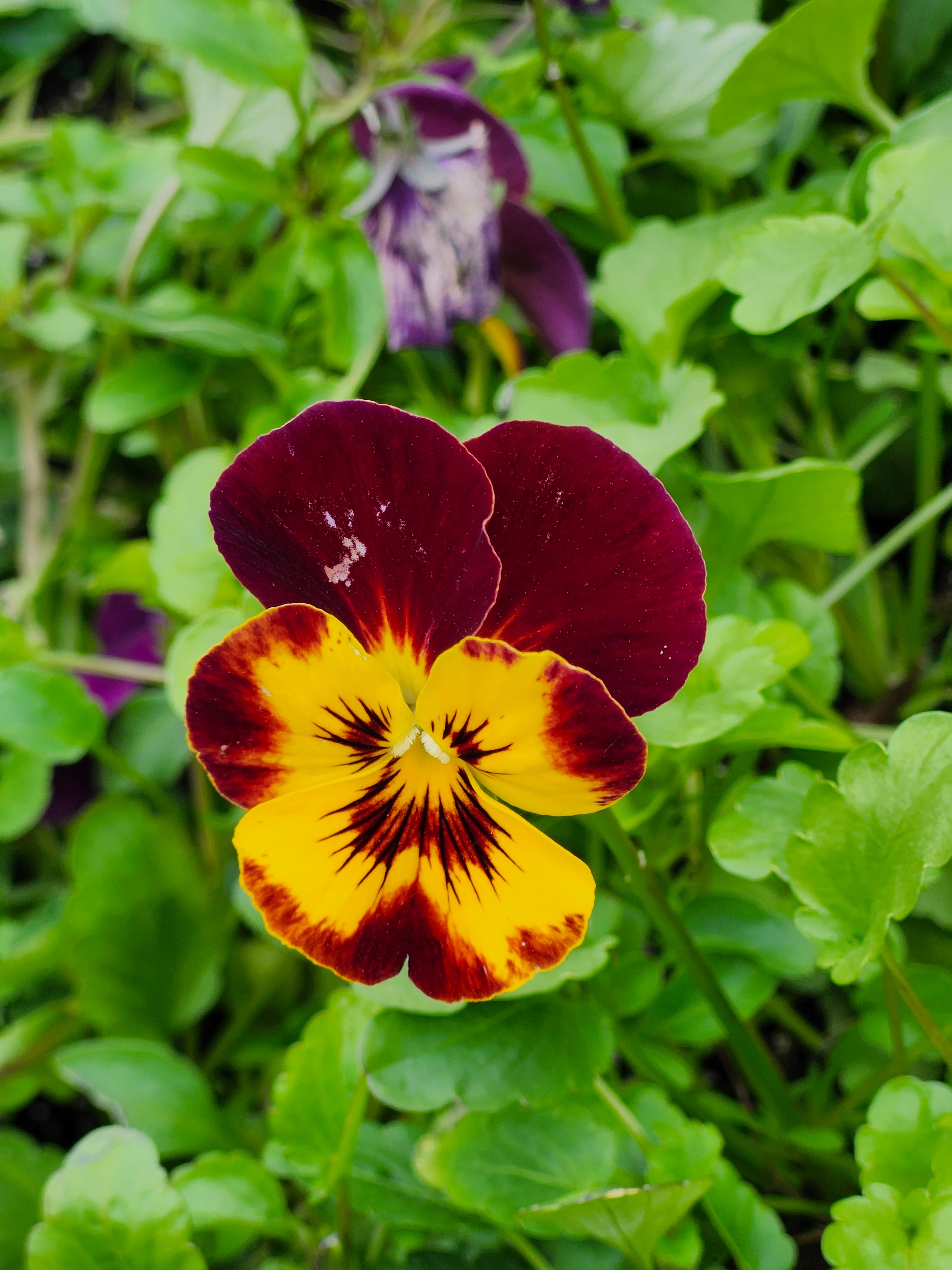 Vibrant Viola Tricolor Flower in Toronto Garden · Free Stock Photo