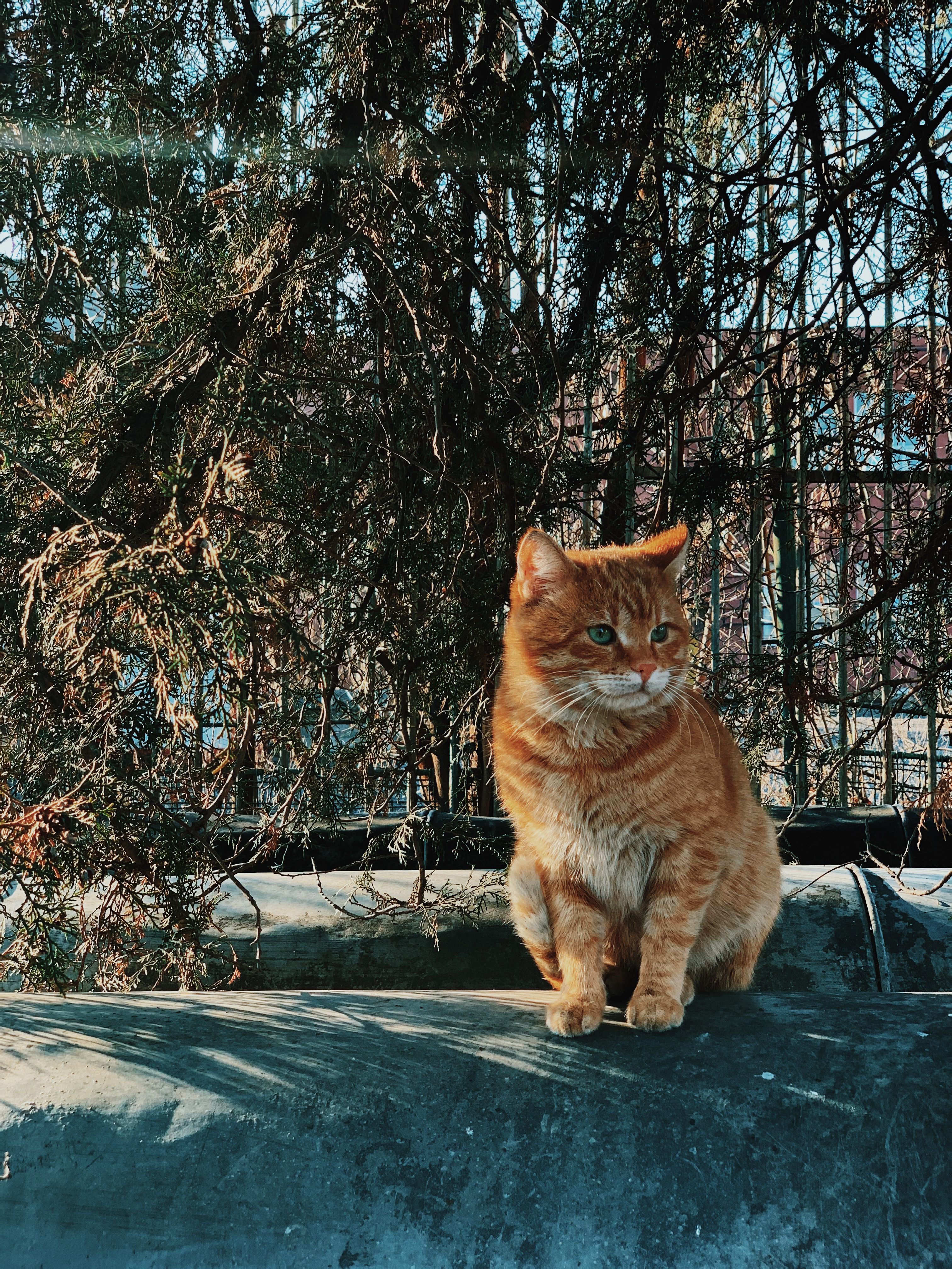 一只姜黄色的虎斑猫坐在公园的窗台上，窗外秋叶飘落，它脸上带着好奇的表情