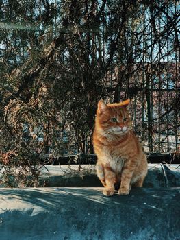 一只姜黄色的虎斑猫坐在公园的窗台上，窗外秋叶飘落，它脸上带着好奇的表情