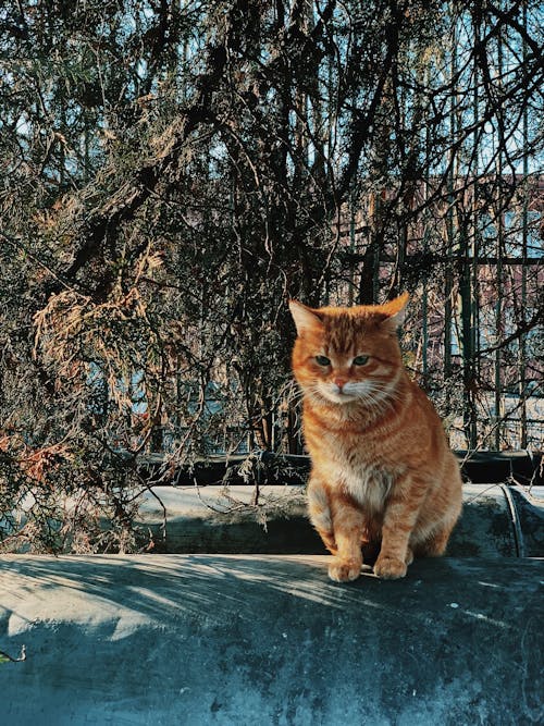 Orange Tabby Cat Sitting on Gray Concrete Floor