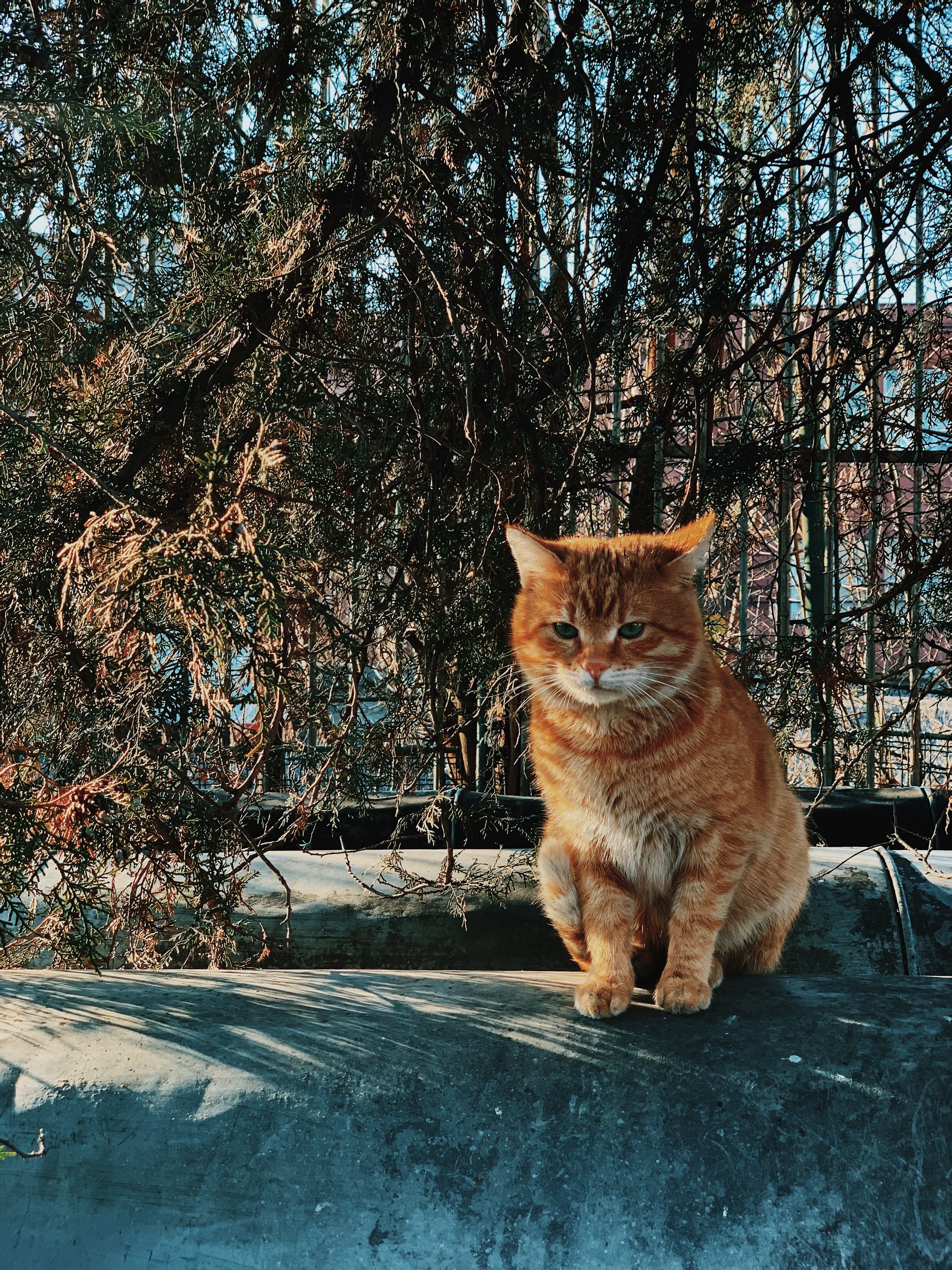 Orange Tabby Cat Sitting on Gray Concrete Floor · Free Stock Photo