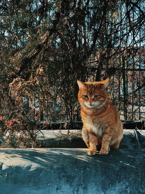 Free Portrait of an orange tabby cat sitting outdoors in autumn light. Stock Photo