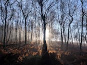日出穿过雾蒙蒙的森林，阳光在林间美丽地流淌