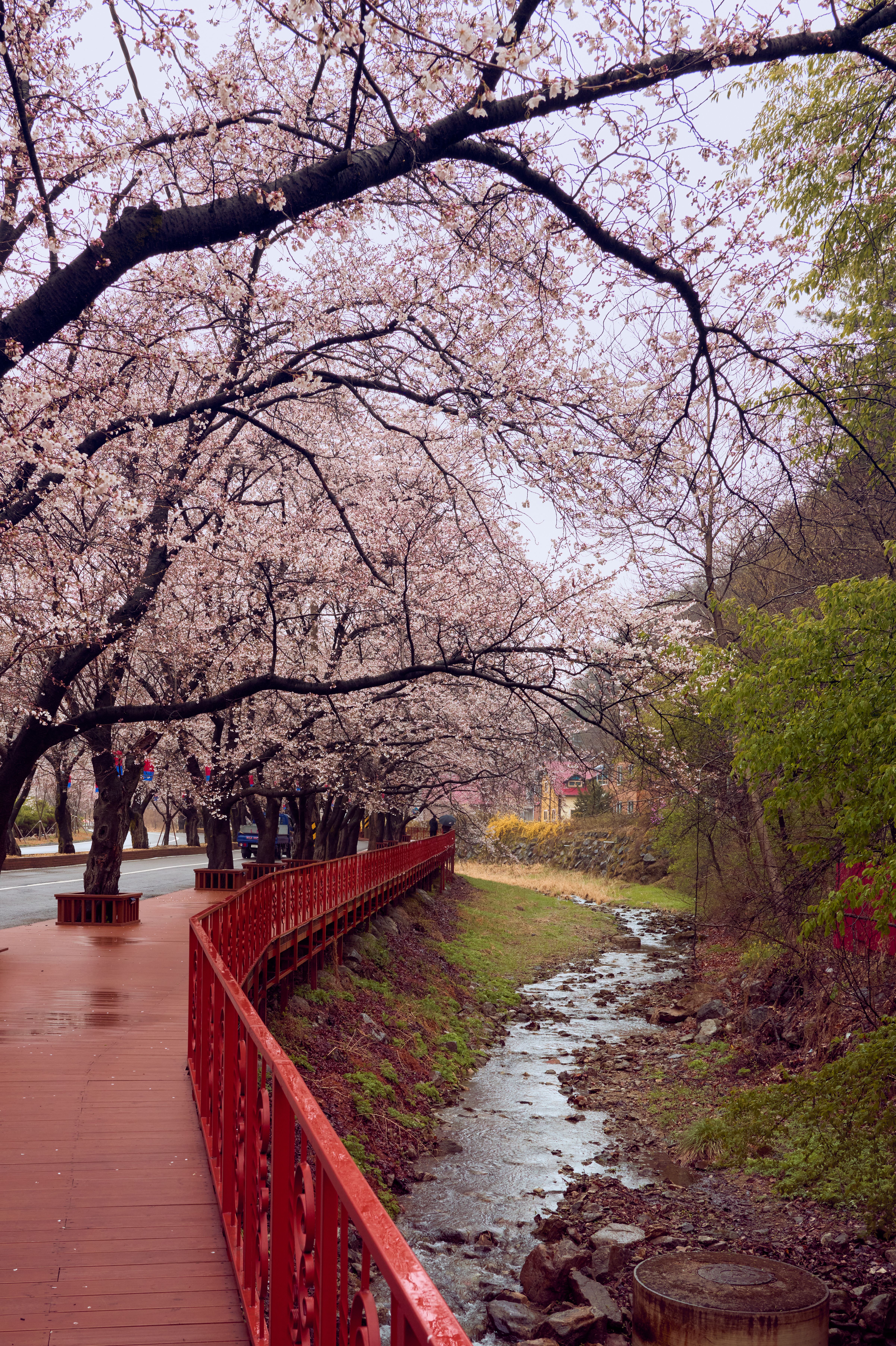 Peaceful cherry blossom walkway alongside a gentle stream with vibrant spring foliage.