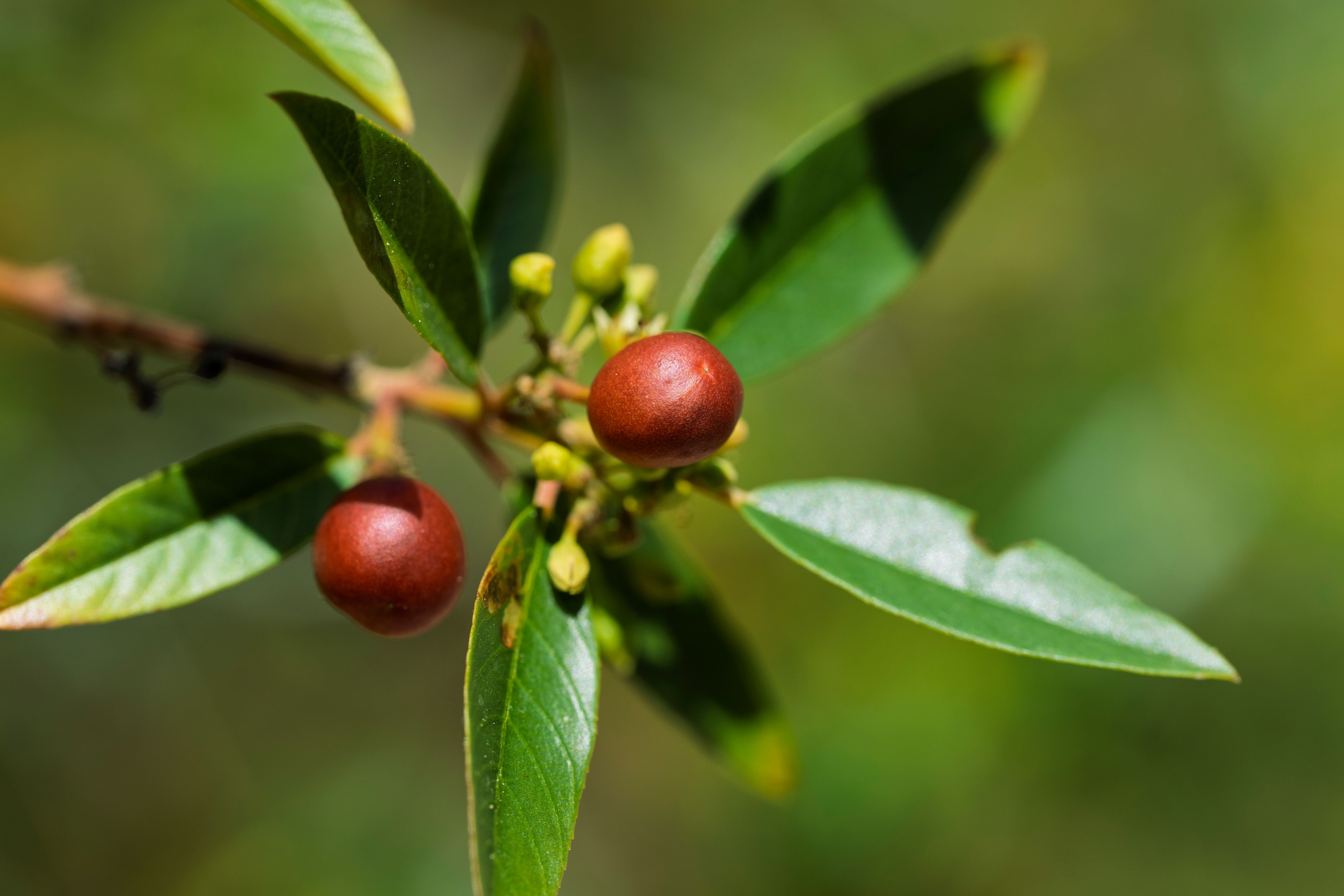Close-up of Red Berries on Green Branch · Free Stock Photo