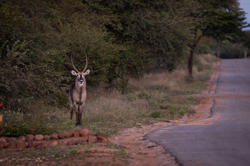 Free Roan antelope gazing by a forest path, surrounded by lush greenery. Stock Photo
