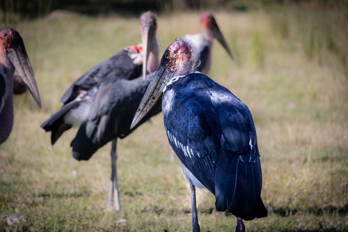 Free A group of Marabou storks standing on grass in natural habitat, photographed outdoors. Stock Photo