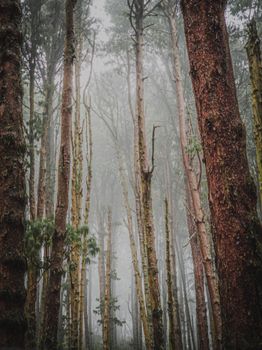 Tall trees in a misty forest of Berijam, Tamil Nadu, during daytime.