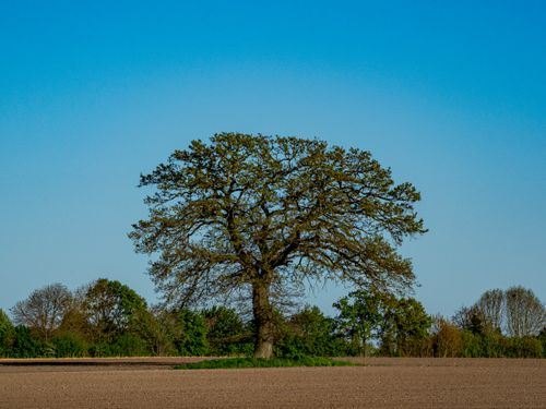 Free A majestic oak tree standing alone in a field under a clear summer sky in Coesfeld, Germany. Stock Photo