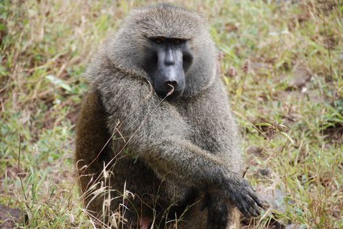 Free Close-up photo of a baboon in its natural habitat with detailed fur texture showcasing its natural surroundings. Stock Photo