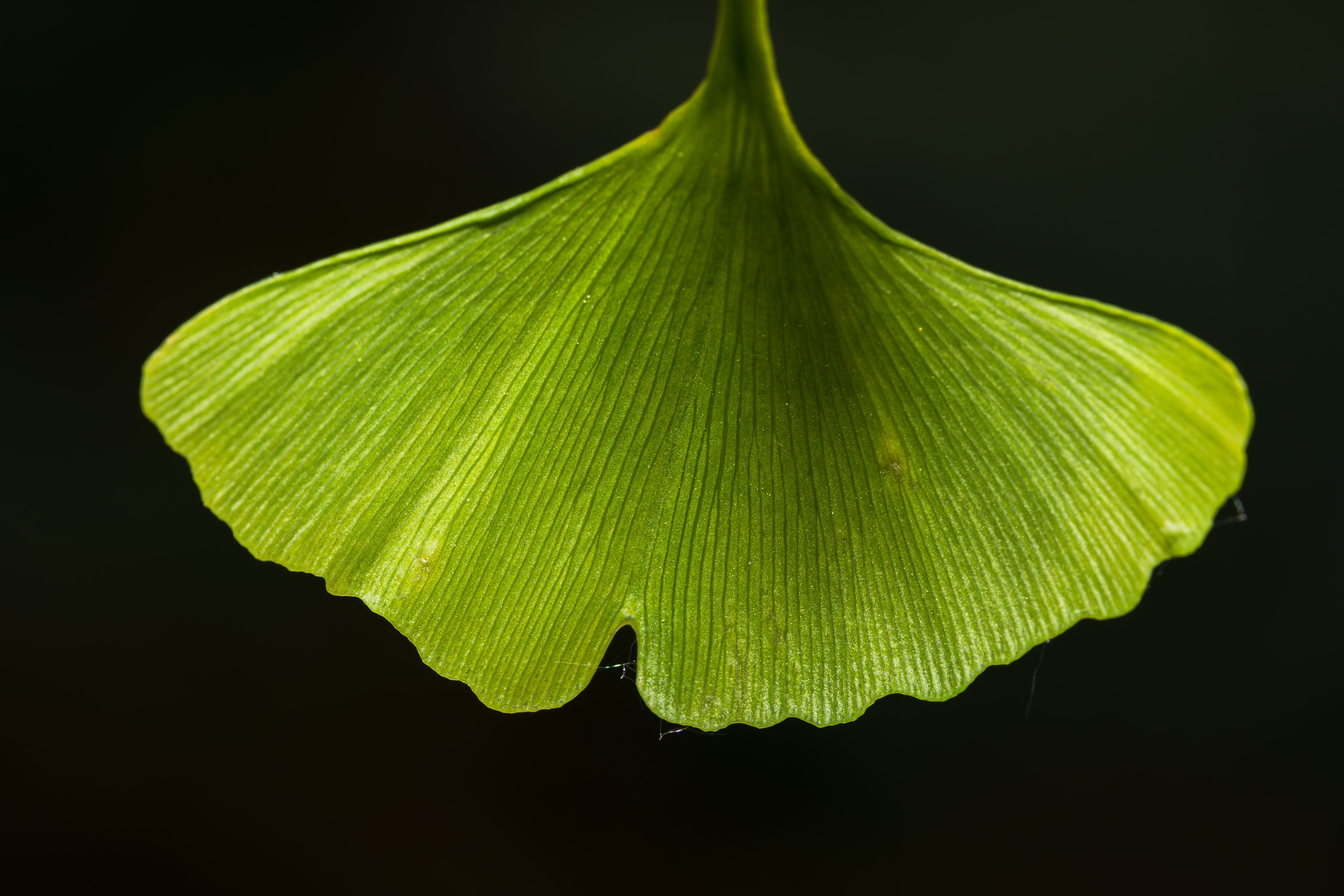 GINKGO BILOBA LEAF Plant Profile