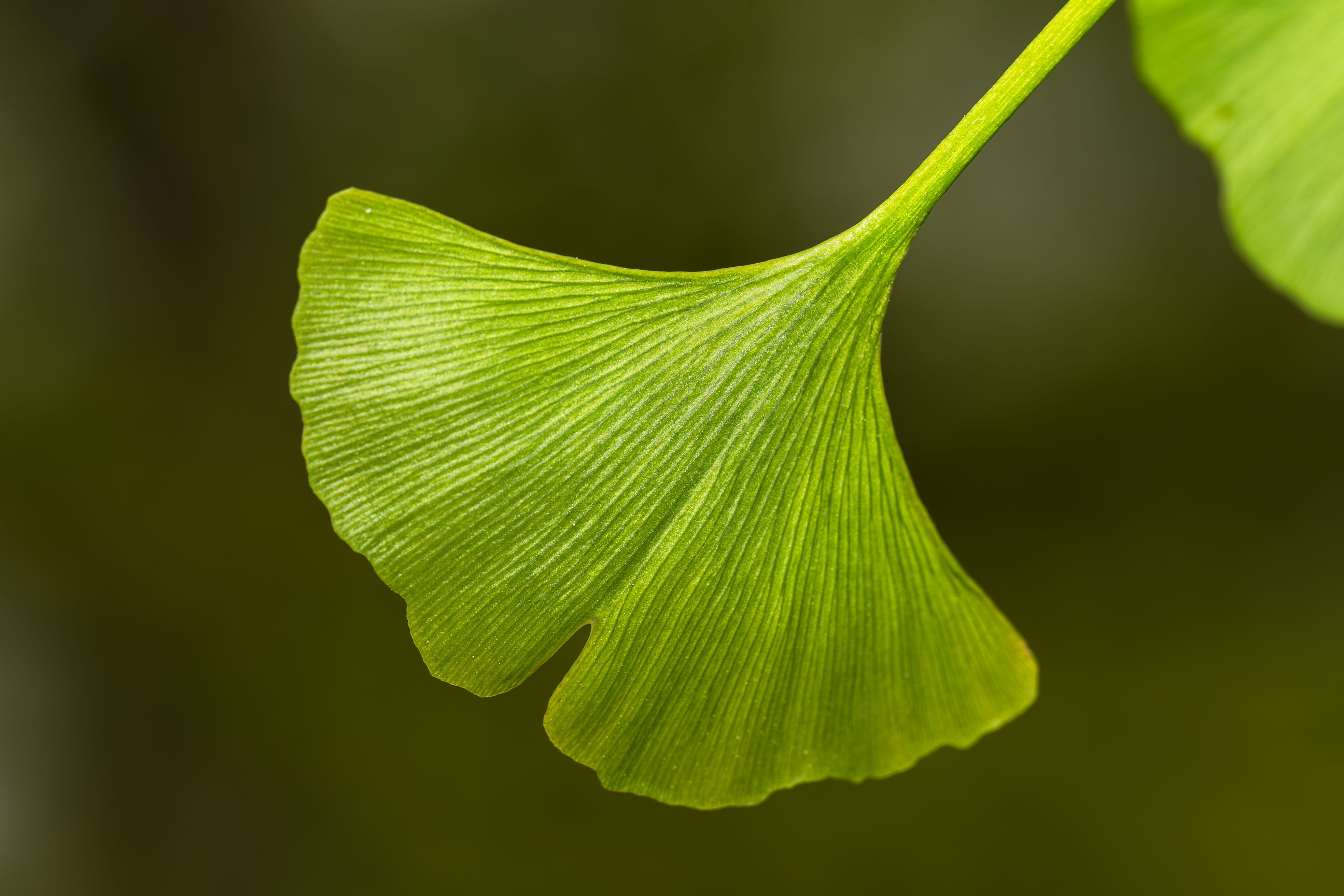 Macro shot of a fresh green Ginkgo biloba leaf showcasing delicate textures and vibrant color. - Evidence evidence guide for ginkgo memory meta-analysis