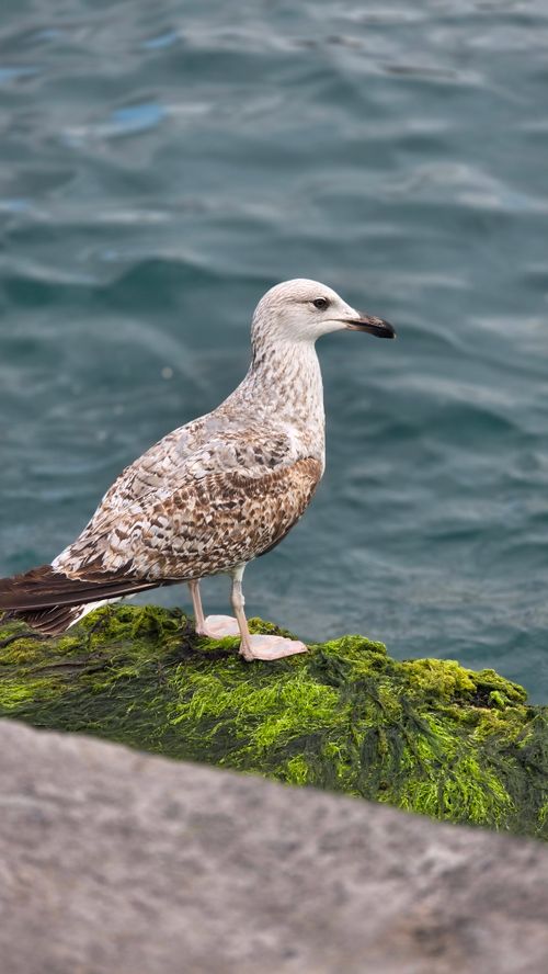 Free Seagull perched on a mossy rock by the sea in Istanbul, Turkey. Stock Photo