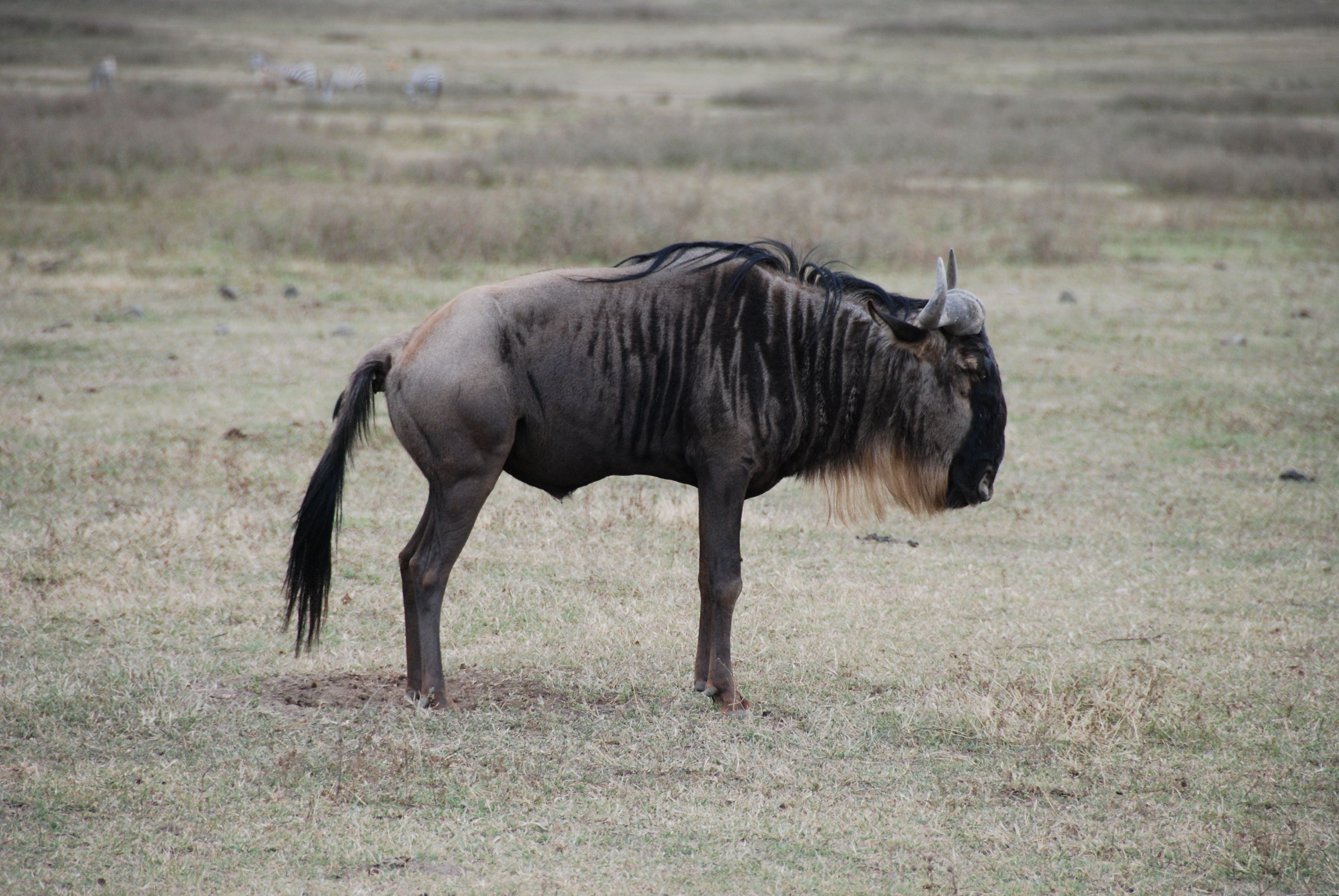 Ndutu — Ndutu