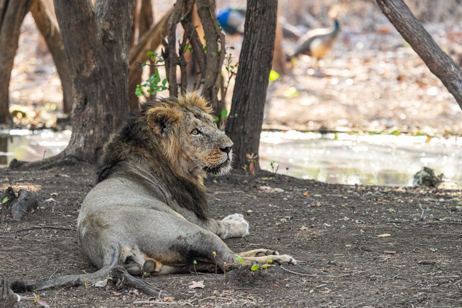 Gir National Park photo 2
