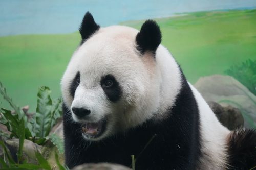 Free Close-up image of a giant panda in a zoo setting, surrounded by greenery. Stock Photo