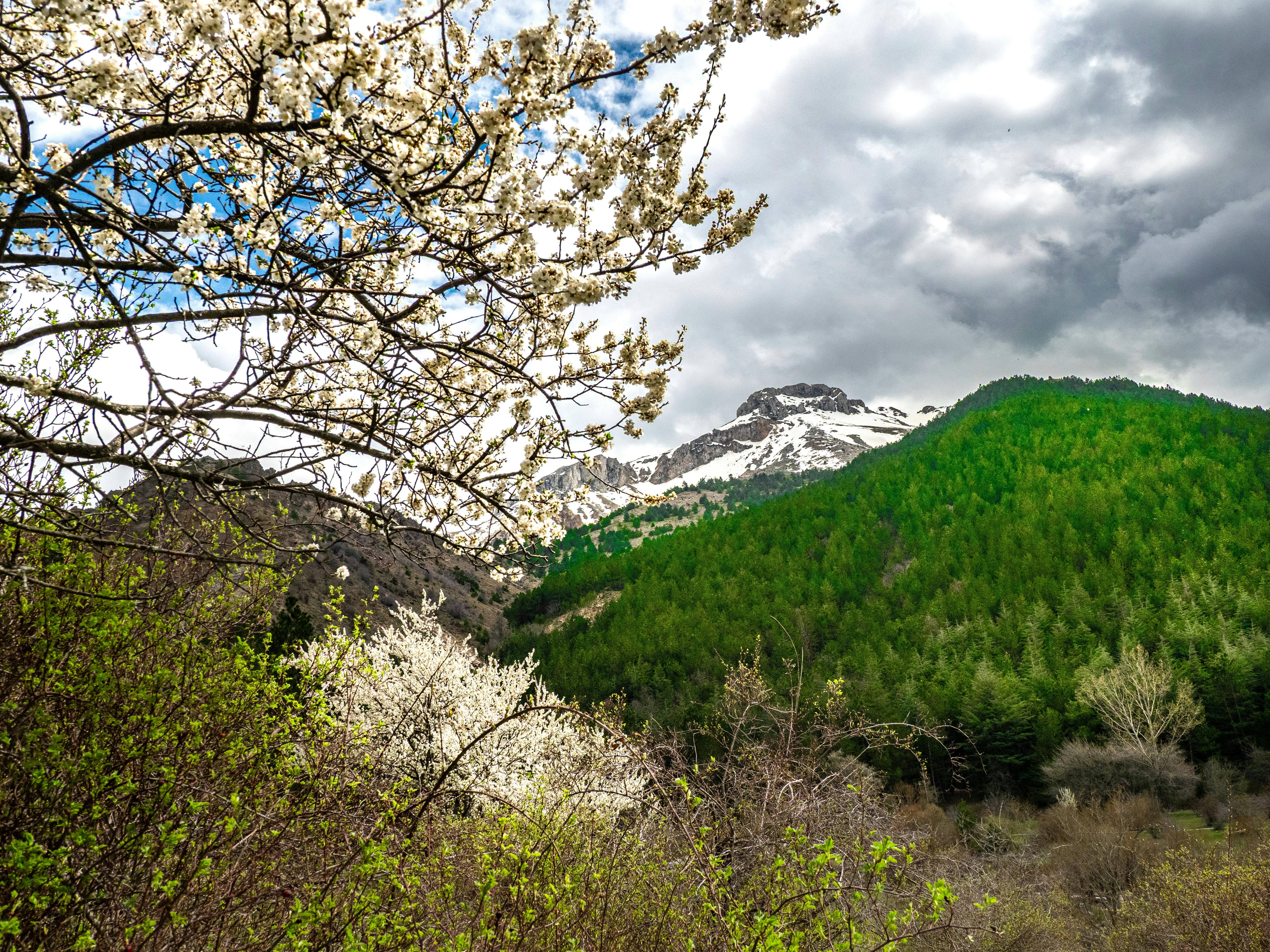 Scenic view of spring blossoms with snow-capped mountain and lush greenery.