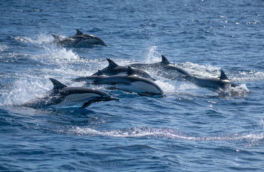 Dolphin Boat Rides photo 3