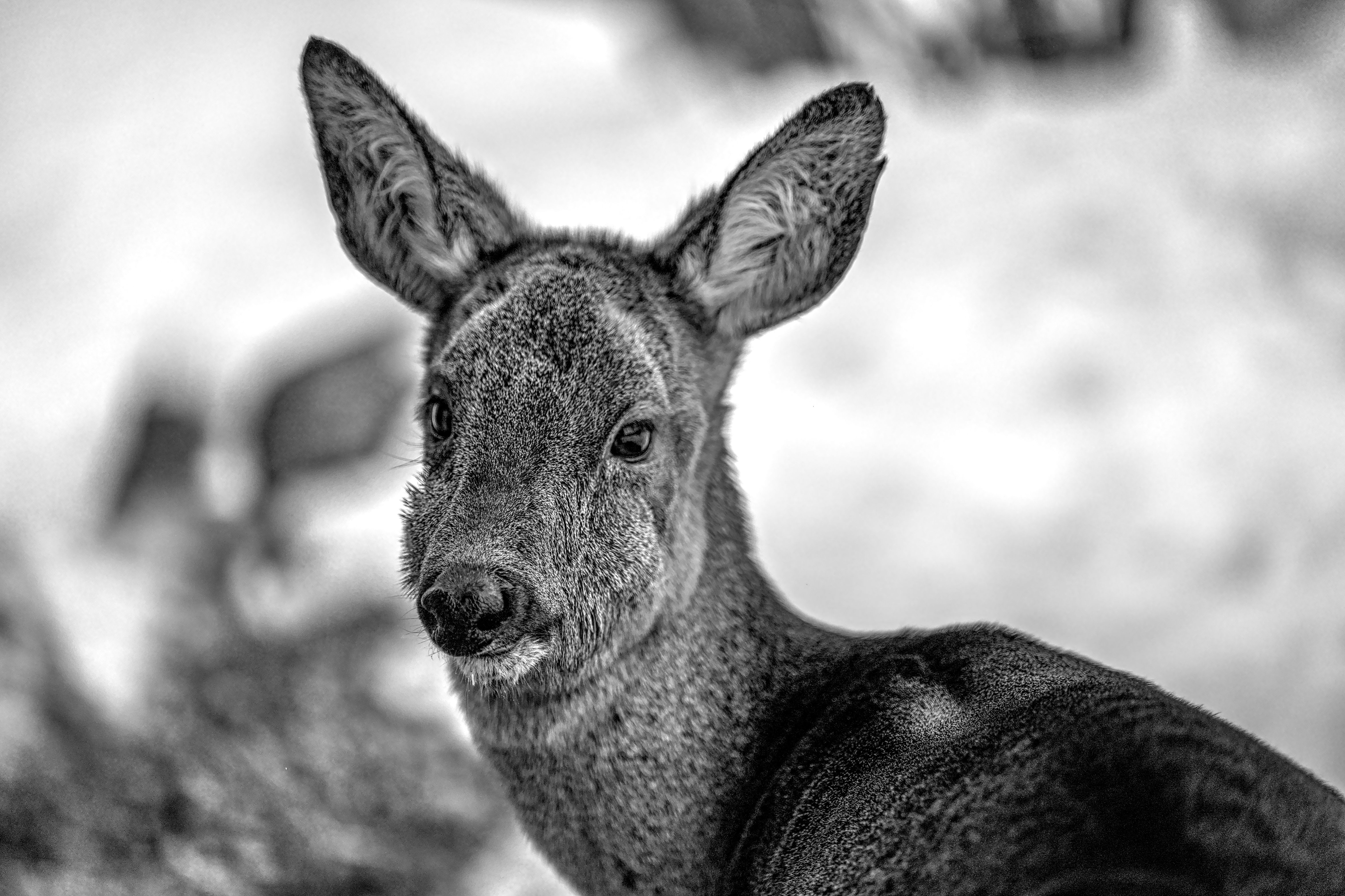 A detailed portrait of an animal, ideal for a paint by numbers wildlife kit