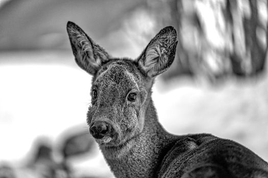 Black and white close-up of a roe deer in a winter landscape.
