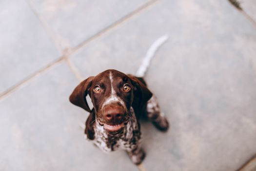 从坐在人行道上、看着相机的德国指示犬可爱小狗的上方