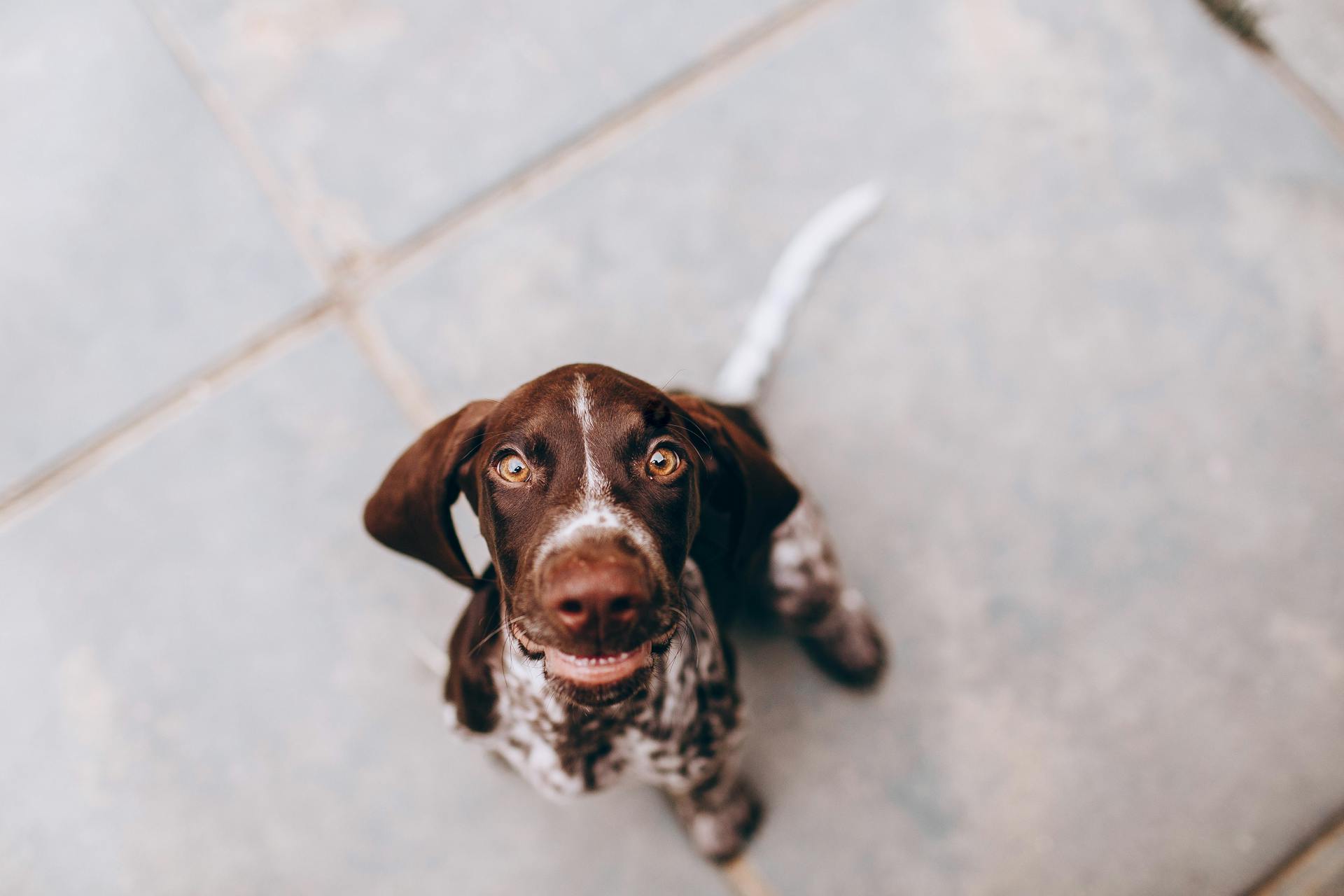 Vue d'en haut d'un adorable chiot de Pointer allemand assis sur le trottoir et regardant la caméra