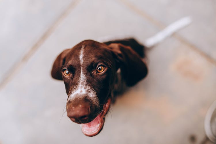 Adorable Puppy Sitting On Sidewalk