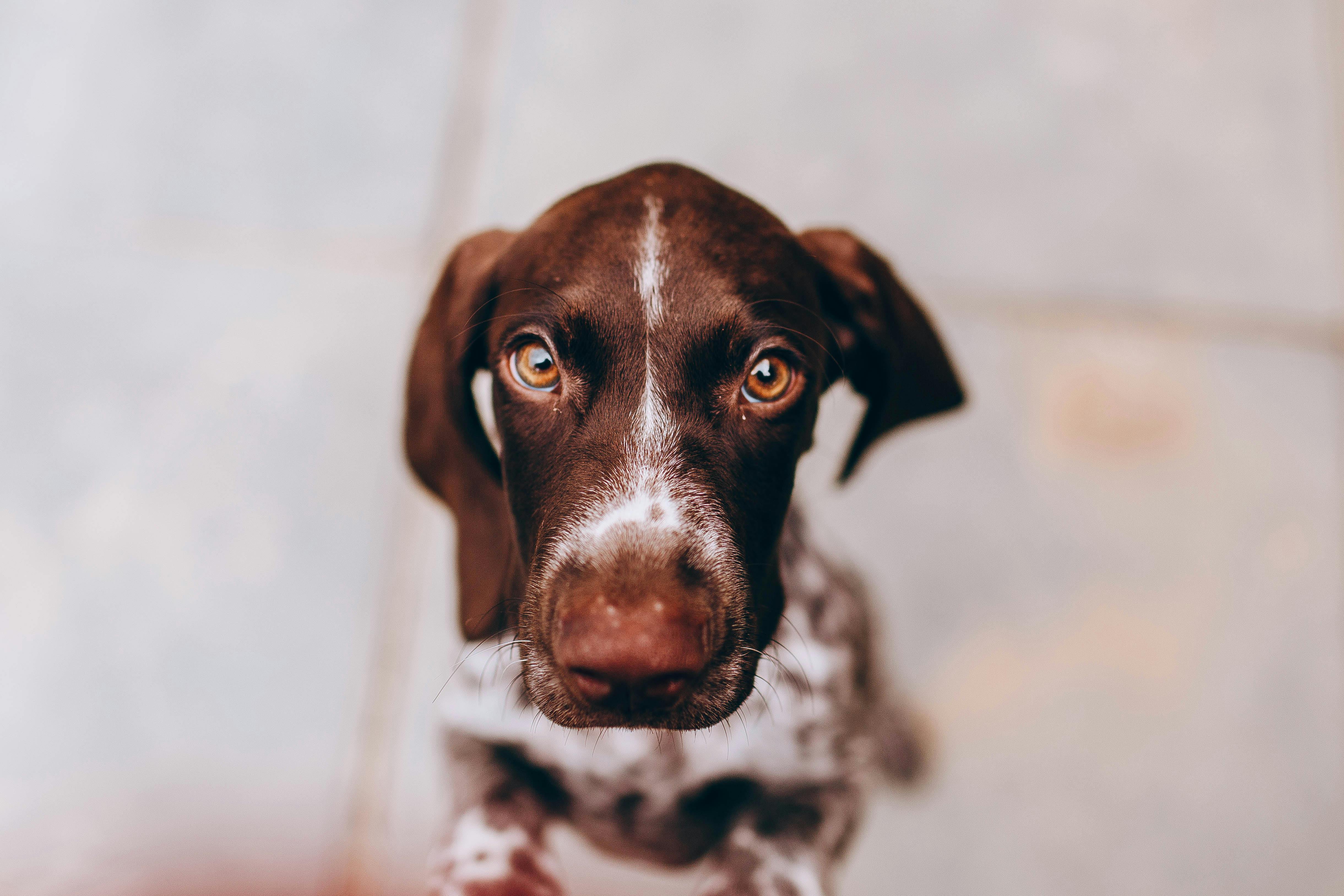 How to Solve Puppy Crate Training Problems