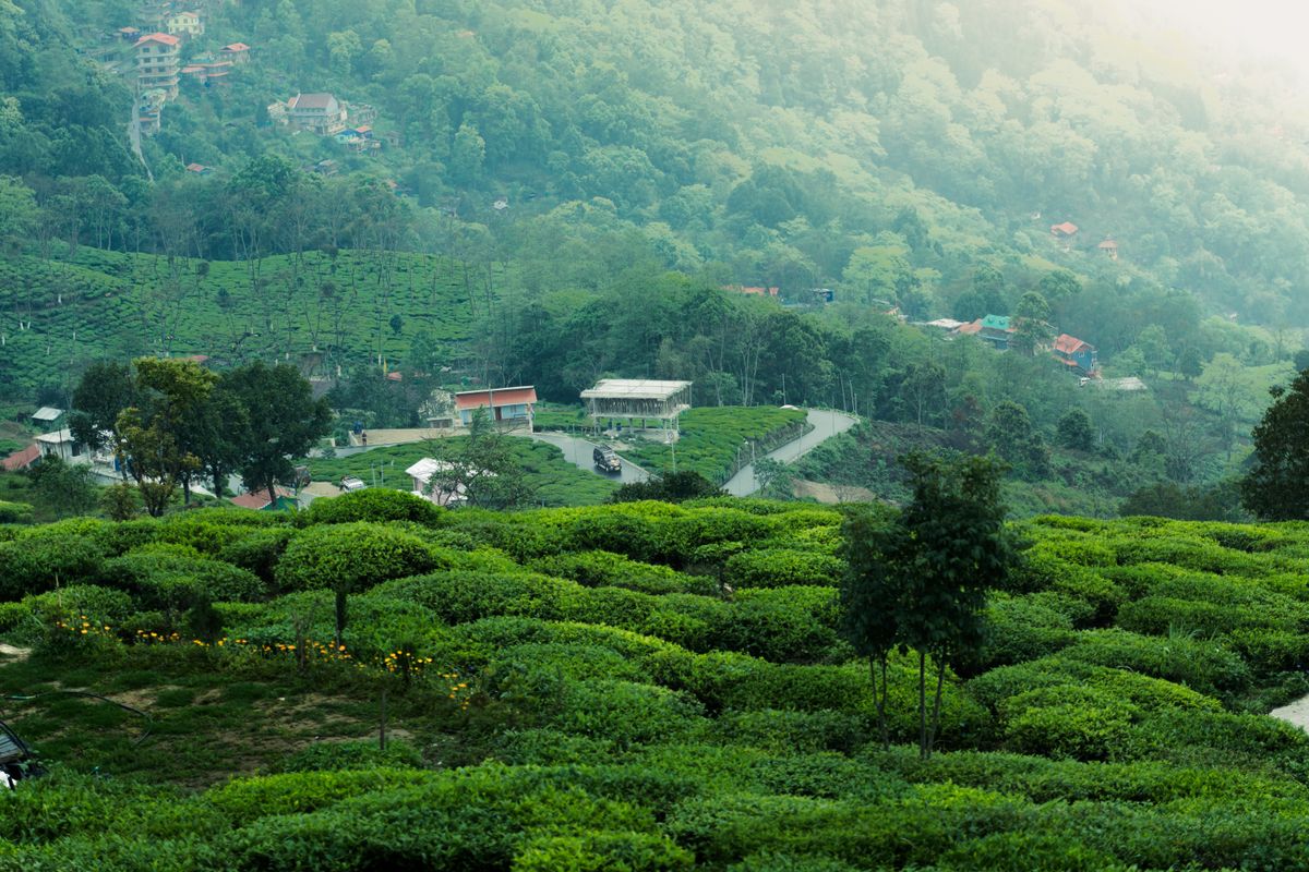 The Darjeeling Reverie — 3