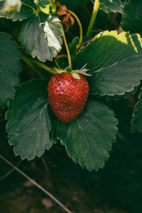 Free Close-up view of a ripe strawberry on lush green leaves in natural setting. Stock Photo