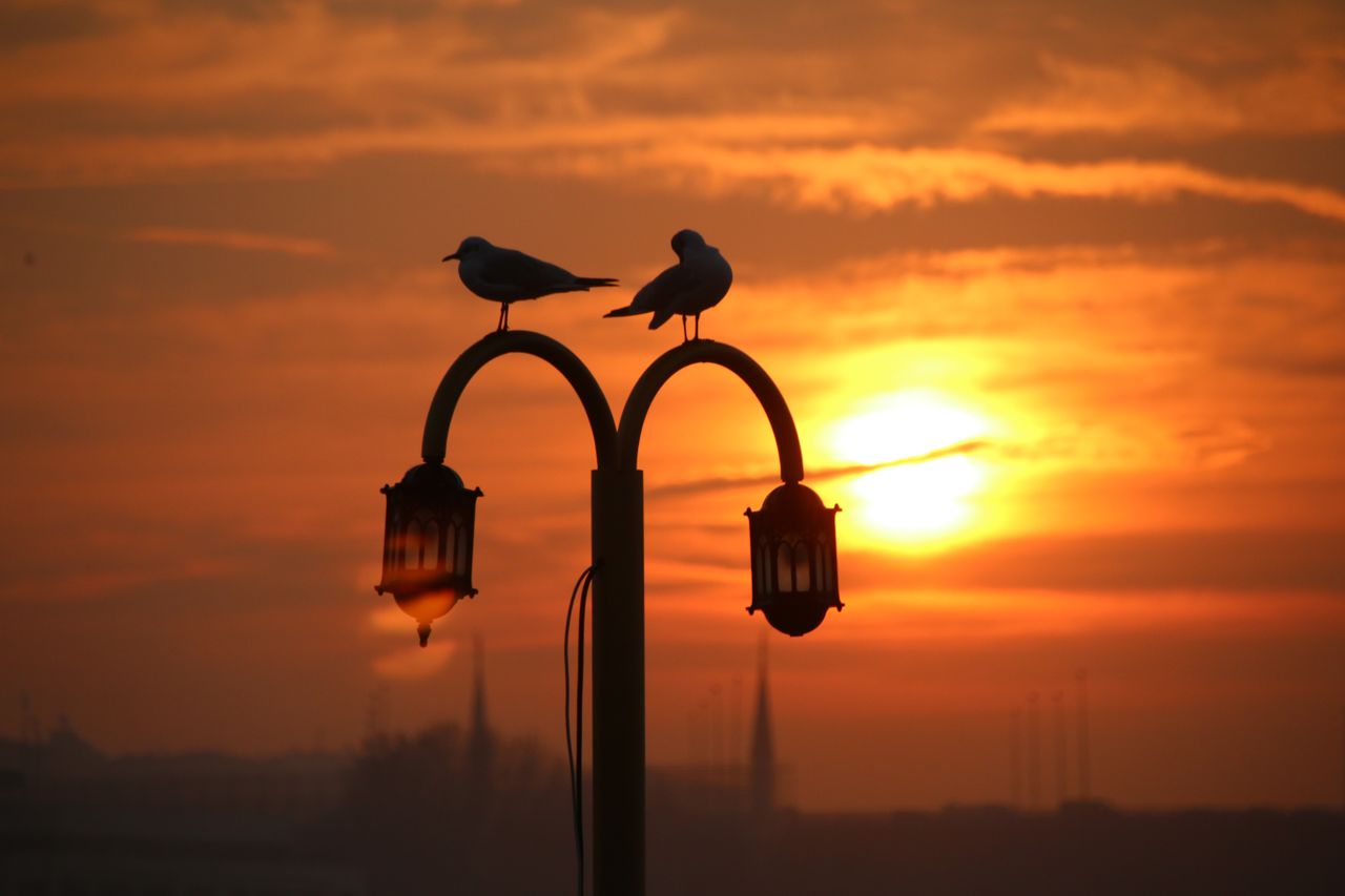 two seagulls perched on a lamppost against a dramatic sunset sky creat