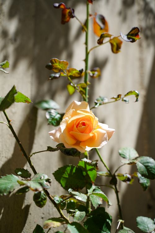 Free Stunning yellow rose in Jerusalem garden, captured in bright sunlight, highlighting its vibrant beauty. Stock Photo