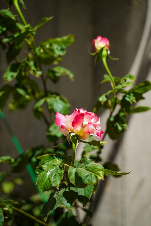 Free Close-up of a striking pink and white rose in Jerusalem garden. Stock Photo