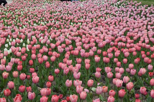Free A stunning field of pink tulips in full bloom, showcasing nature's beauty and spring essence. Stock Photo