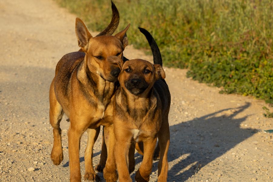 Deux chiens marchent côte à côte sur un chemin de terre bordé de verdure
