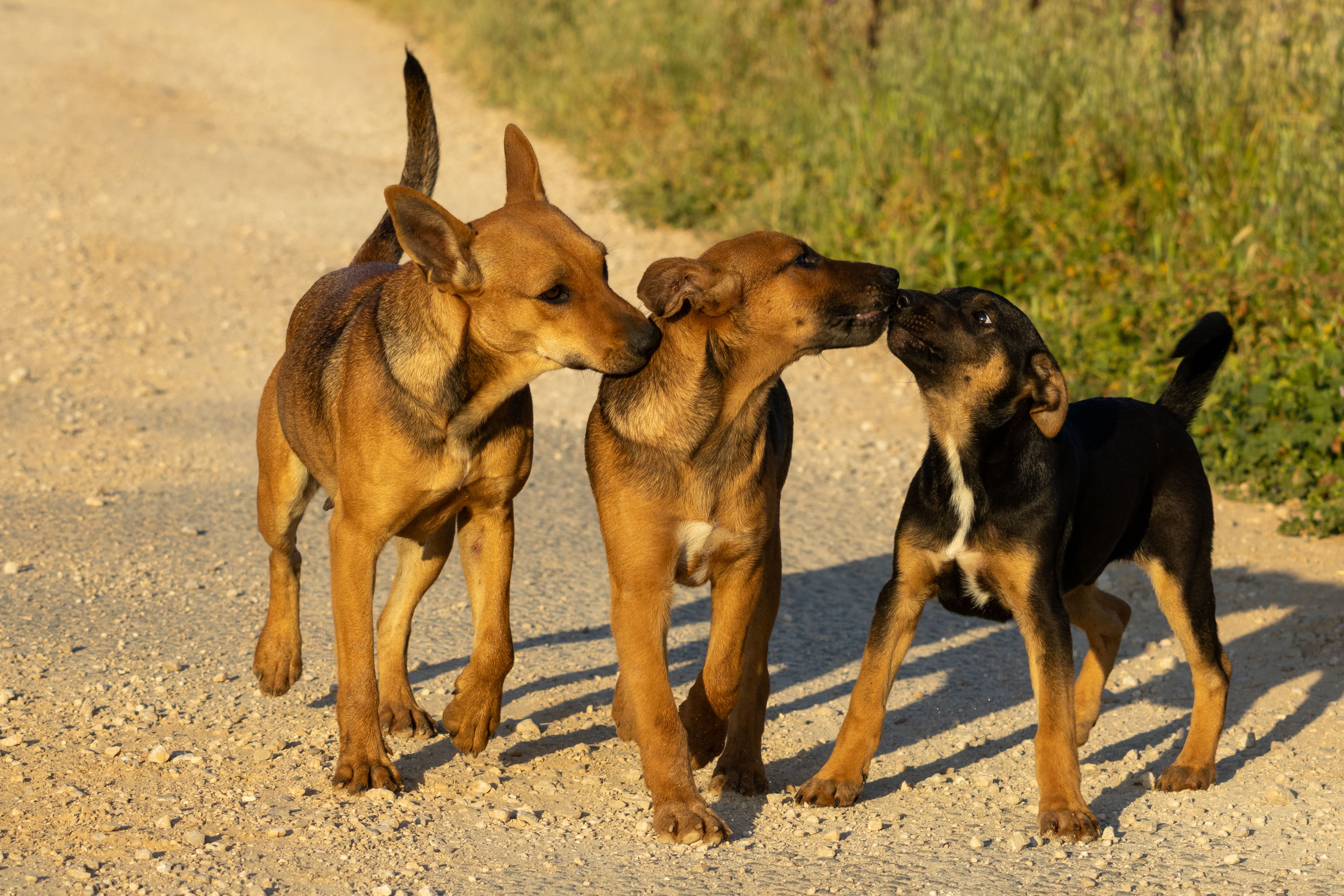 New puppy, adopted or senior dog? We found the best dog insurance options — Photo by Abdallah Egbareia on Pexels