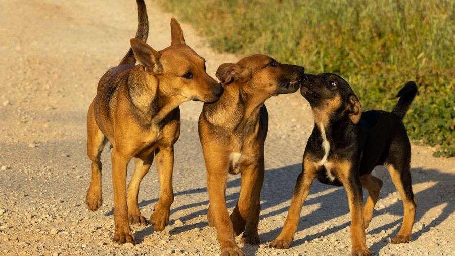 Hypoallergenic Sporting Dogs: Poodles, Australian Terriers, and Kerry Blues