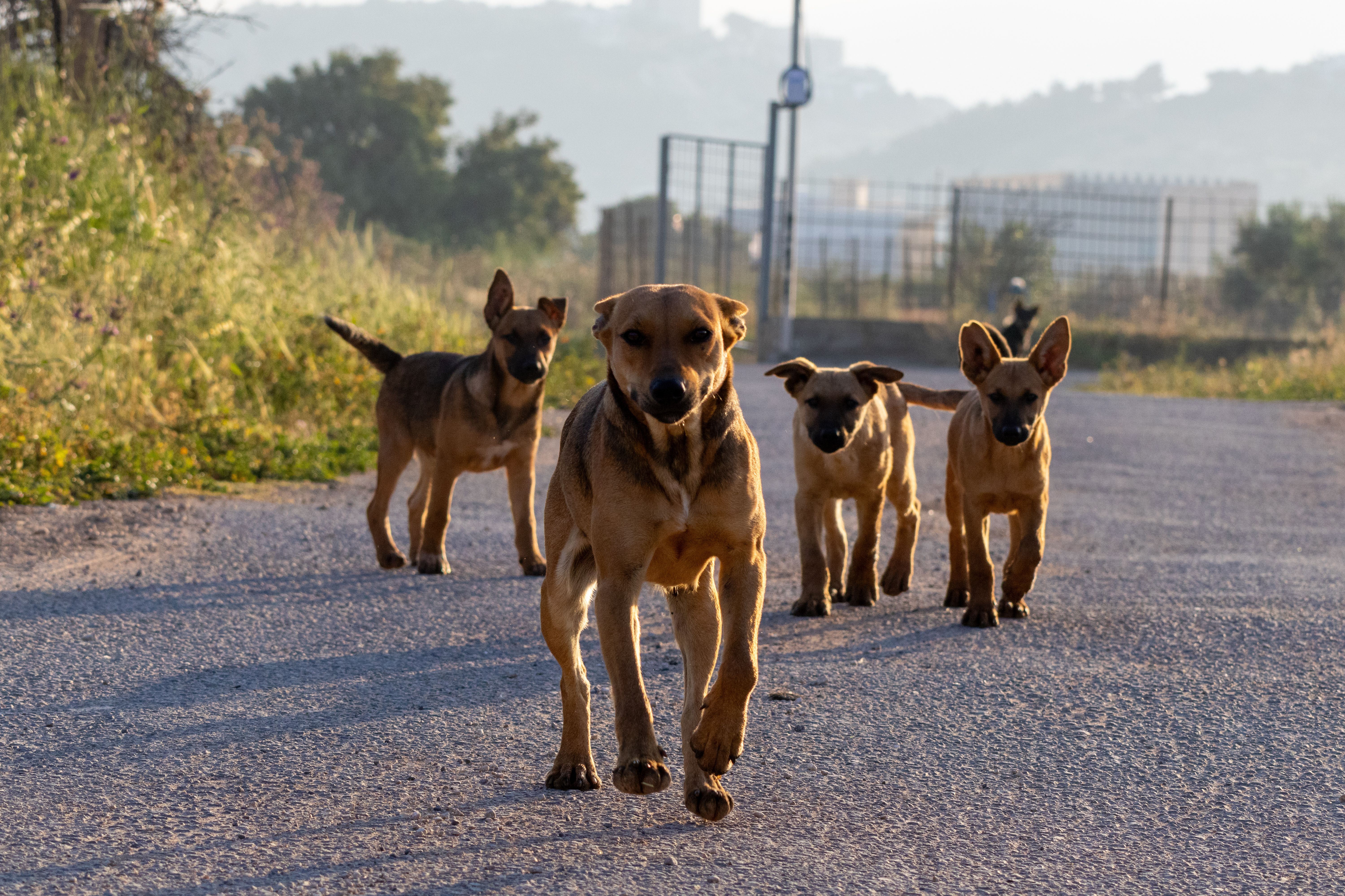 Israel Reports Significant Increase in Rabies Cases Over Four-Year Period