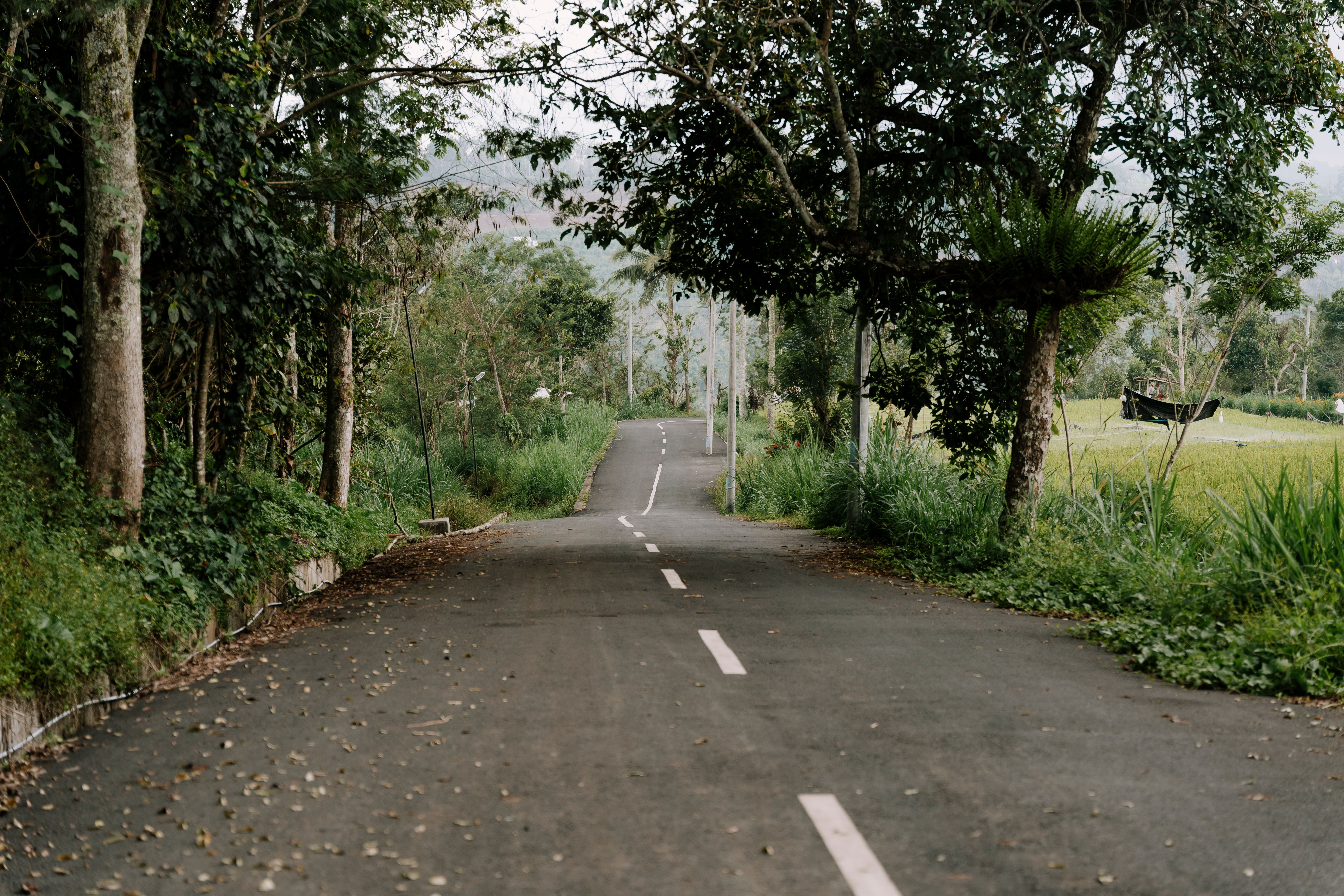 Serene Empty Road Through Lush Forest