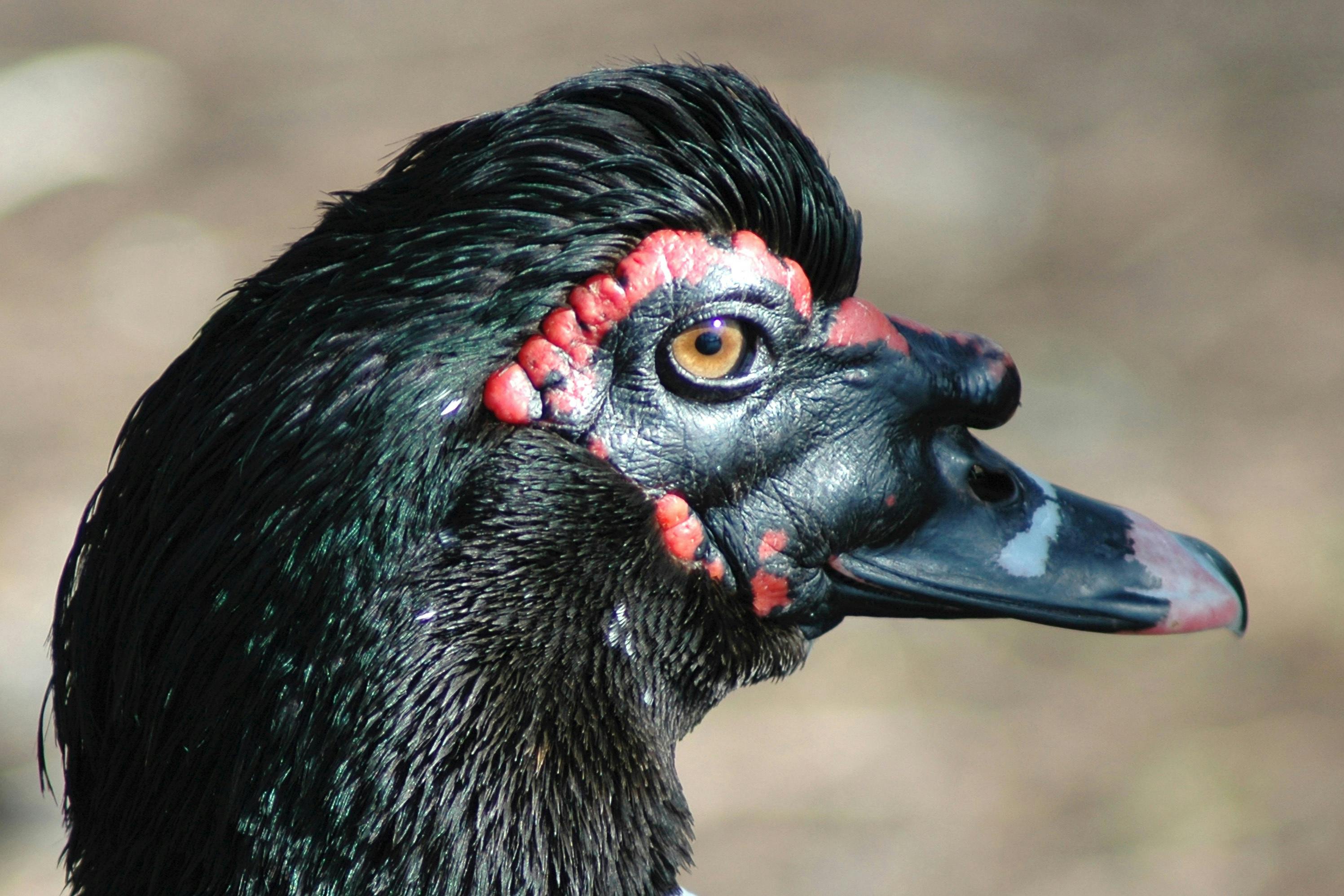 街头表演彩代表