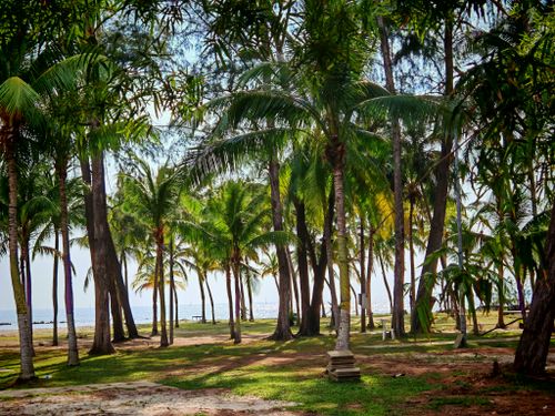 Free A serene view of tropical palm trees near a tranquil seaside, perfect for summer imagery. Stock Photo