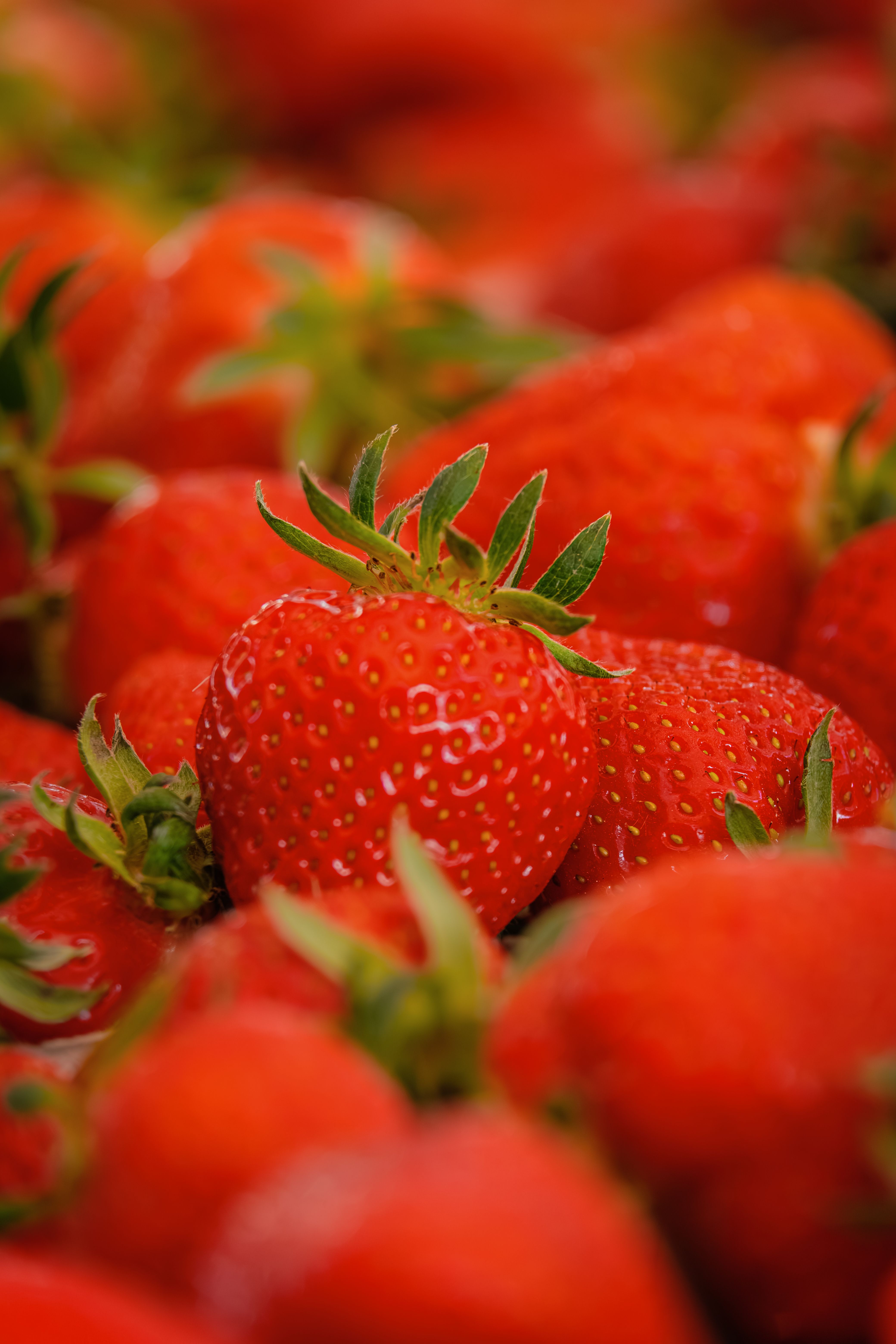 Fresh Ripe Strawberries Close-up in Natural Light · Free Stock Photo