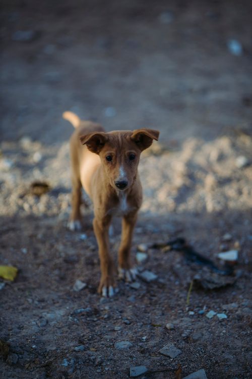 Free A young brown puppy stands on a dirt ground, captured in Kano, Nigeria. Stock Photo