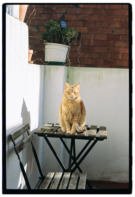 Ginger cat sitting on a wooden table in a sunny courtyard, exuding calm and warmth.