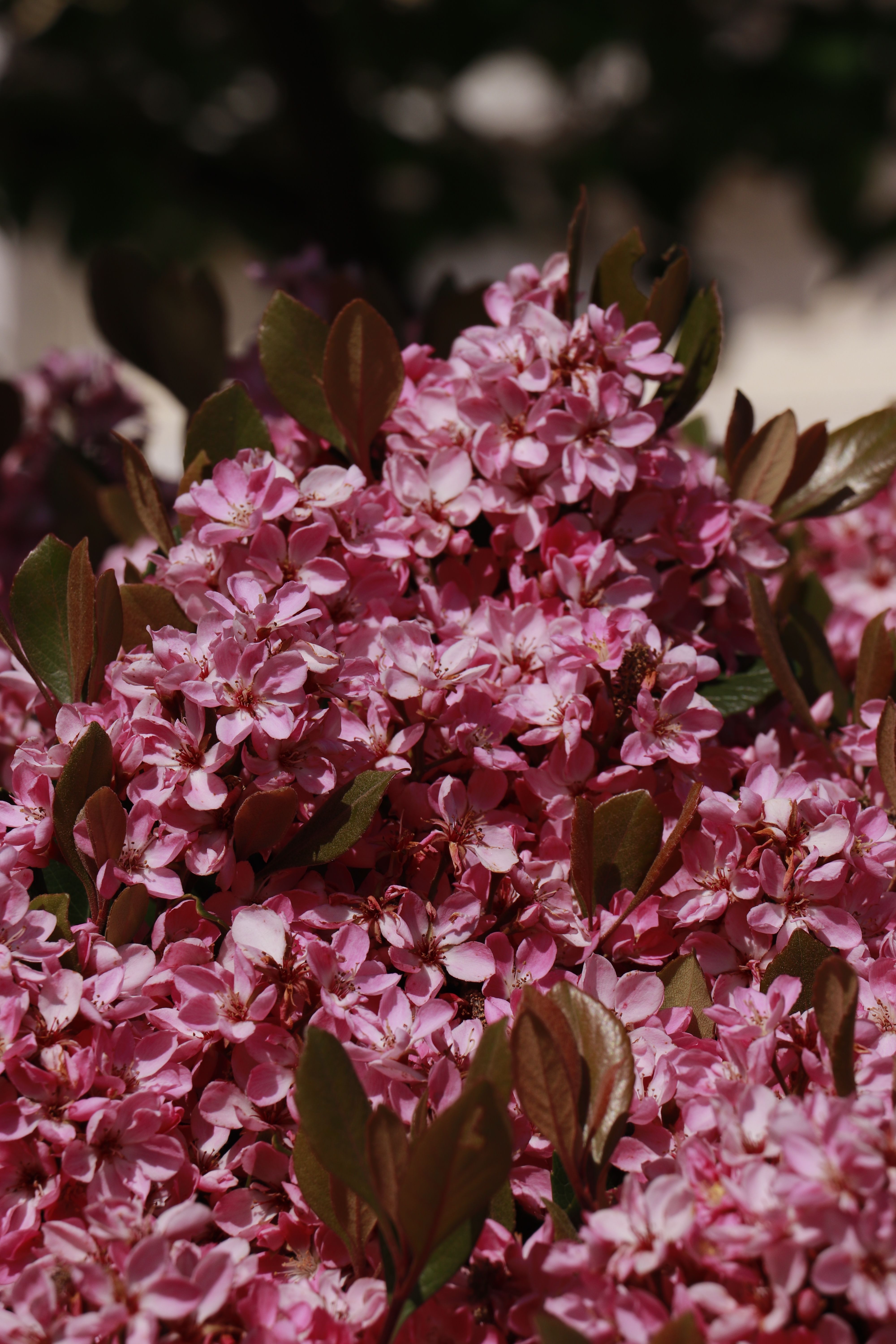 [ColoSach]-close-up-of-cherry-blossoms-in-full-bloom,-showcasing-vibrant-pink-petals-and-green-leaves,-captured-outdoors-in-spring.