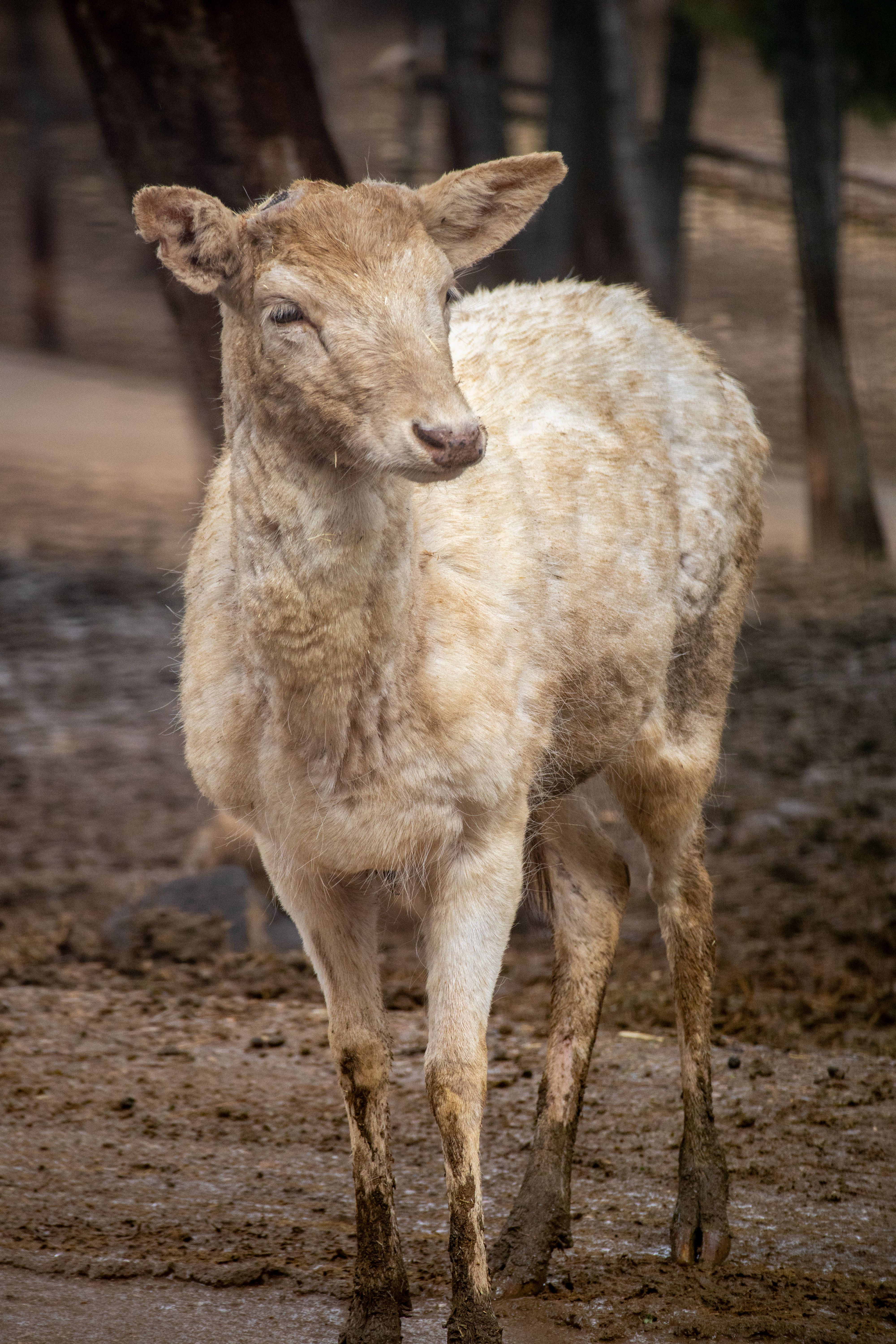 A young deer standing on muddy ground at Gaziantep Zoo, Türkiye.