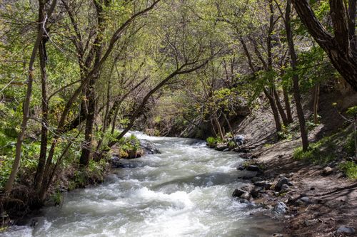 Free A tranquil river meandering through a verdant forest in Palu, Elazığ, Türkiye, capturing nature's serene beauty. Stock Photo