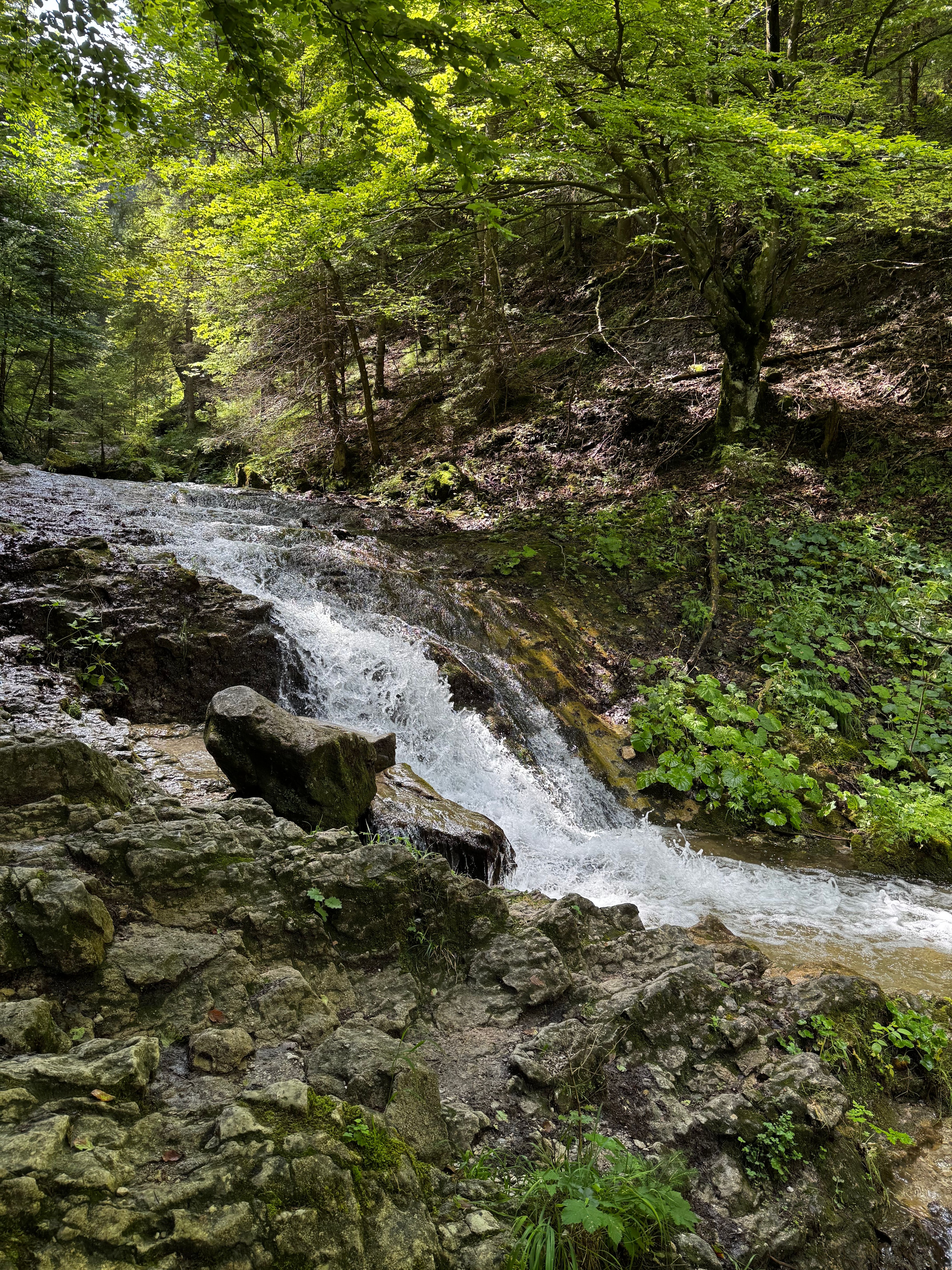 Serene Forest Waterfall Cascading Over Rocks · Free Stock Photo